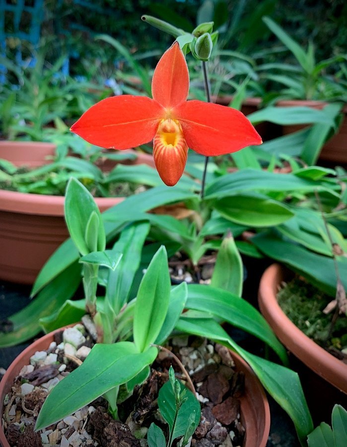 Phragmipedium besseae ''Special Compact type From Peru'' Small Plant