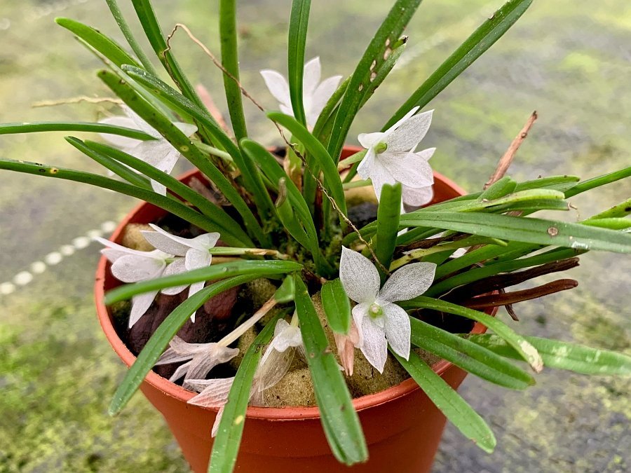 Ceratochilus pristina