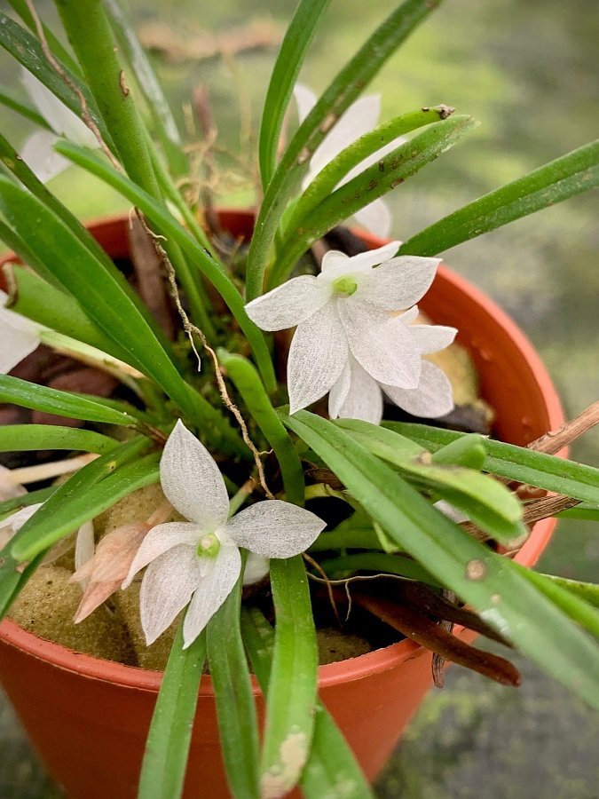 Ceratochilus pristina