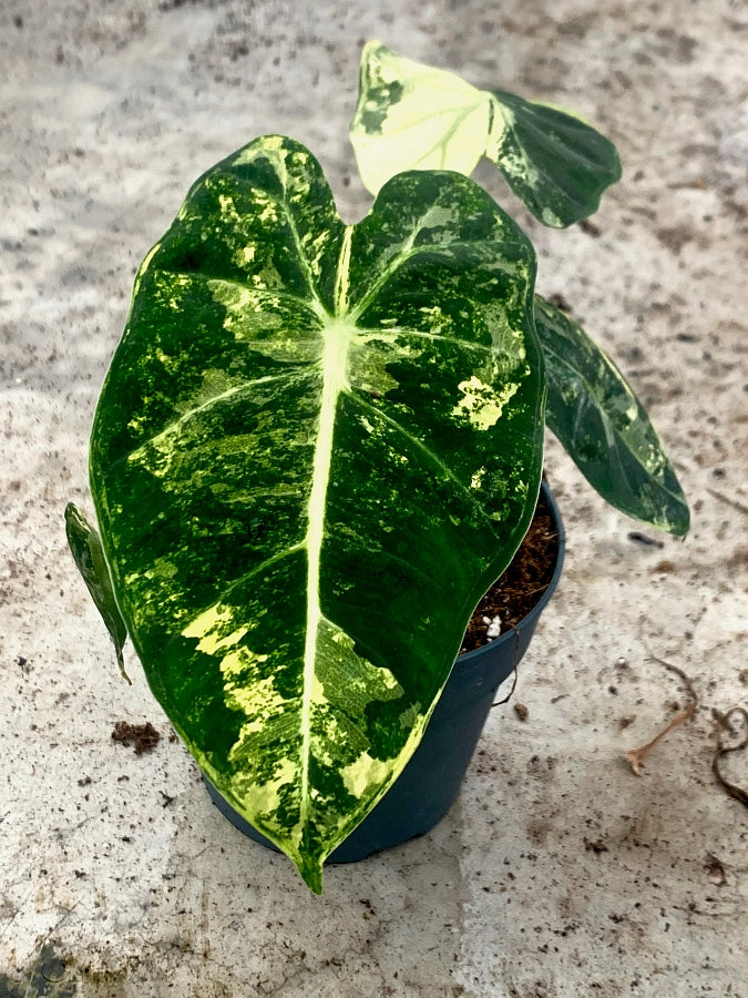 Alocasia Frydek variegata aurea