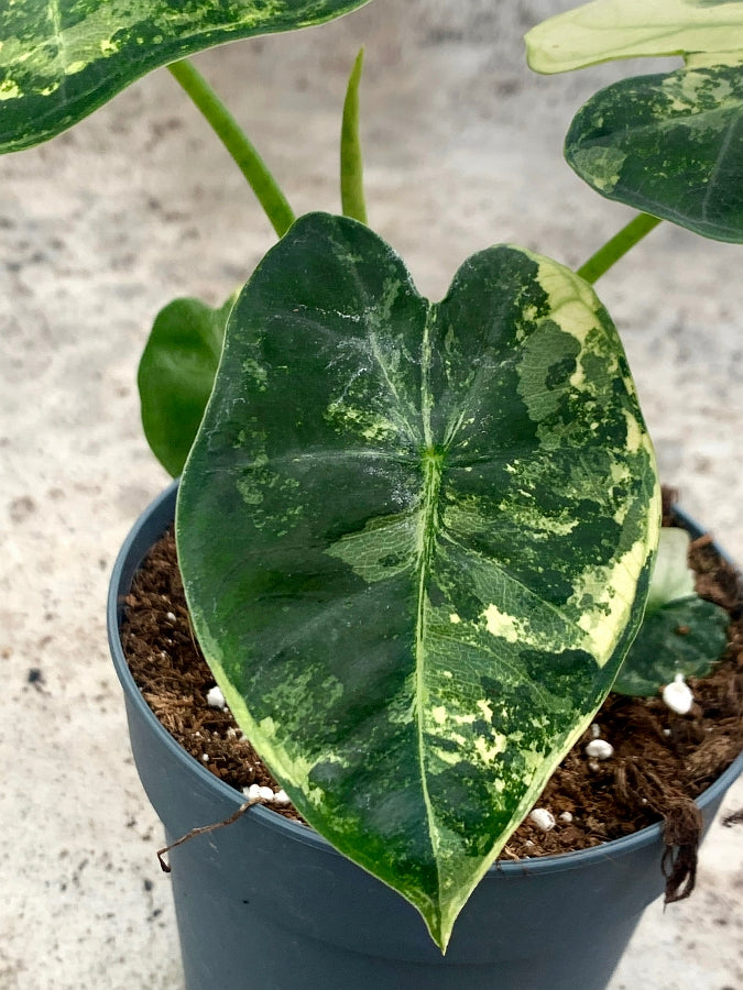 Alocasia Frydek variegata aurea
