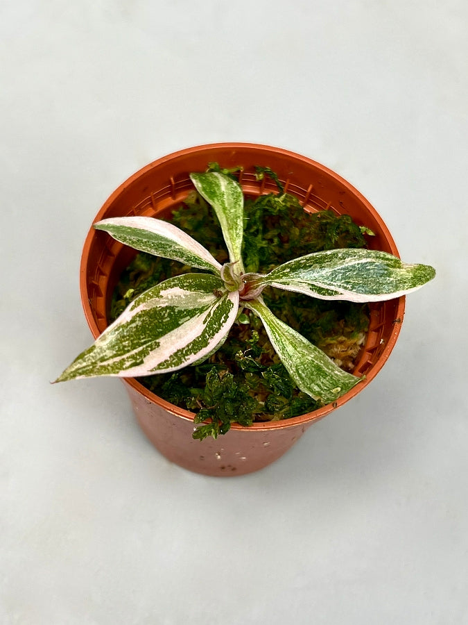 Philodendron Pink Princess "Marble" Much Pink Variegata (Medium Plant)