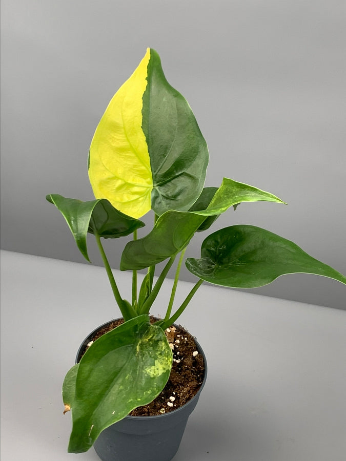 Alocasia Variegata