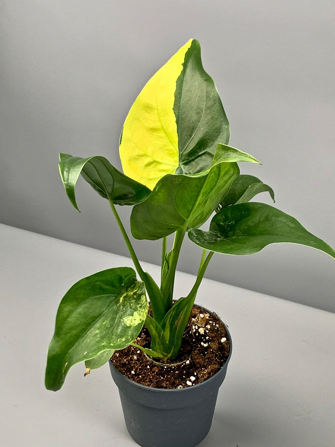 Alocasia Variegata