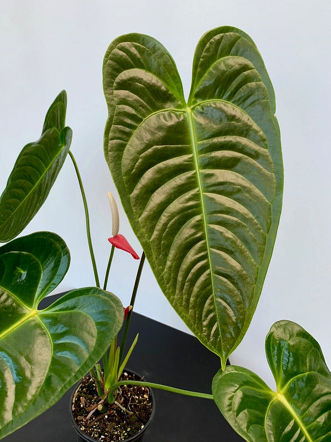 Anthurium veitchii hybrid