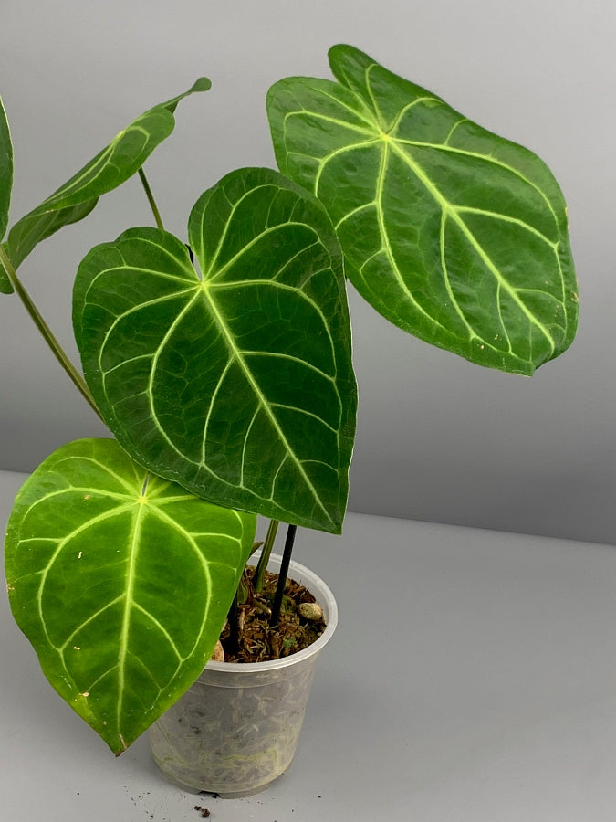 Anthurium magnificum (Big Plant)