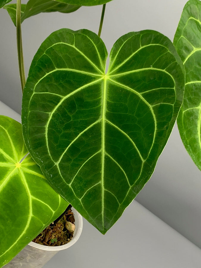 Anthurium magnificum (Groß pflanze)