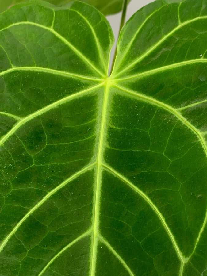 Anthurium magnificum (Big Plant)