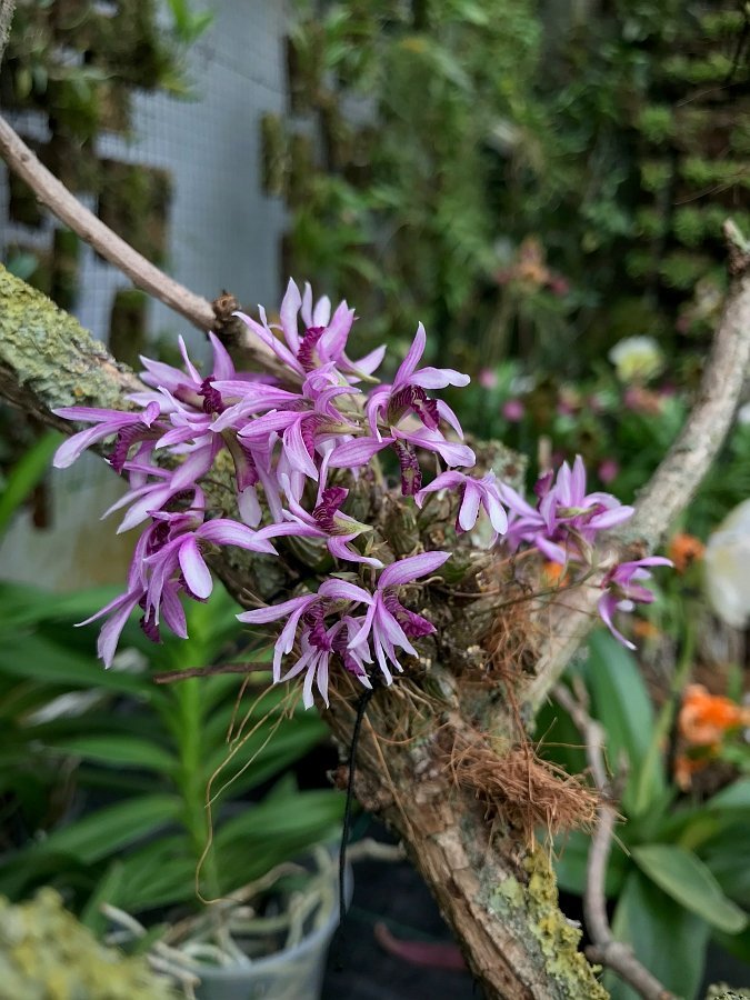 Dendrobium laterale