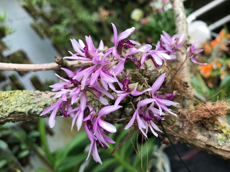 Dendrobium laterale