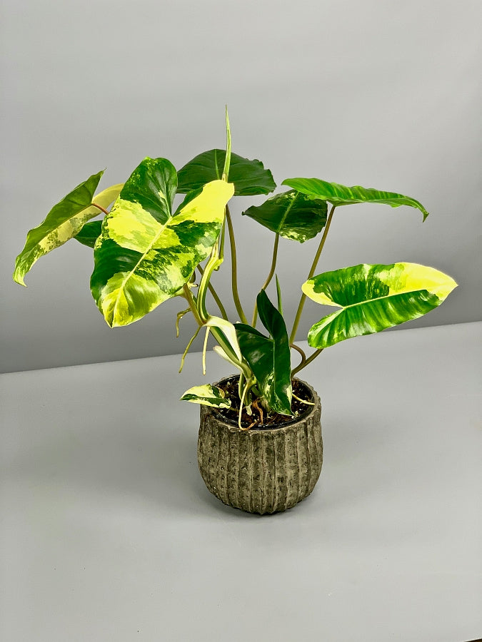 Philodendron Burle Marx Variegated offers #13