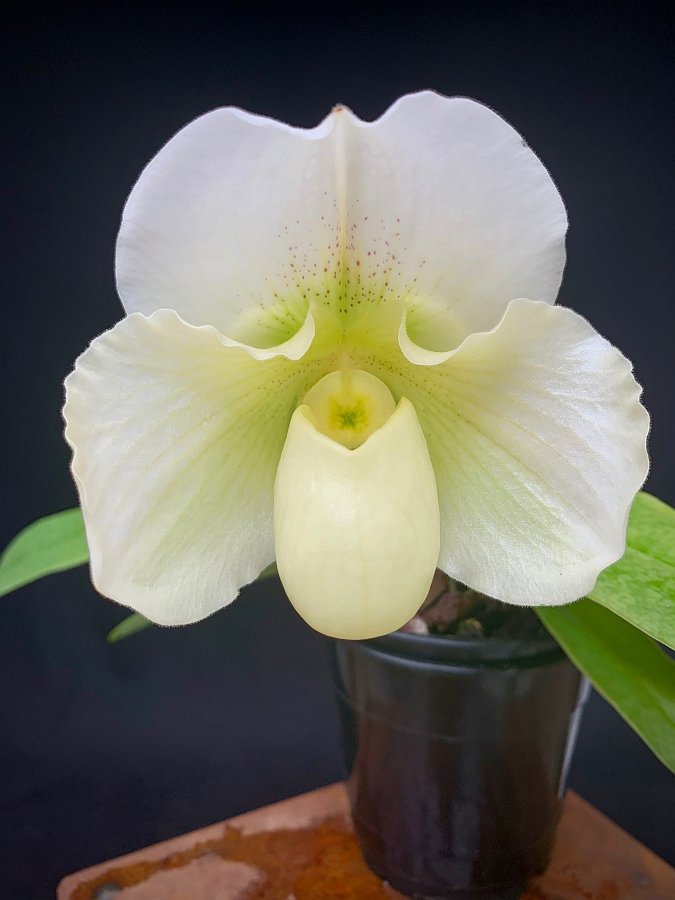 Paphiopedilum Ice Age x Icy Icy Wind "Mrs. White"