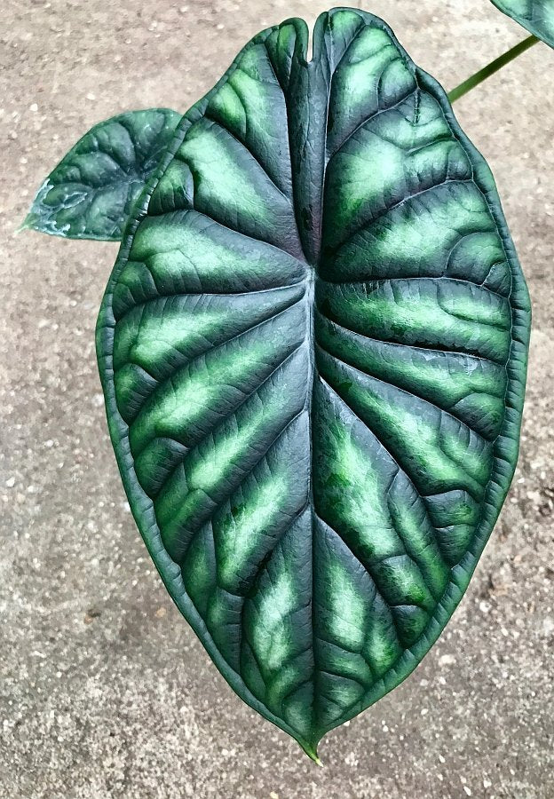 Alocasia baginda "Dragon Scale"