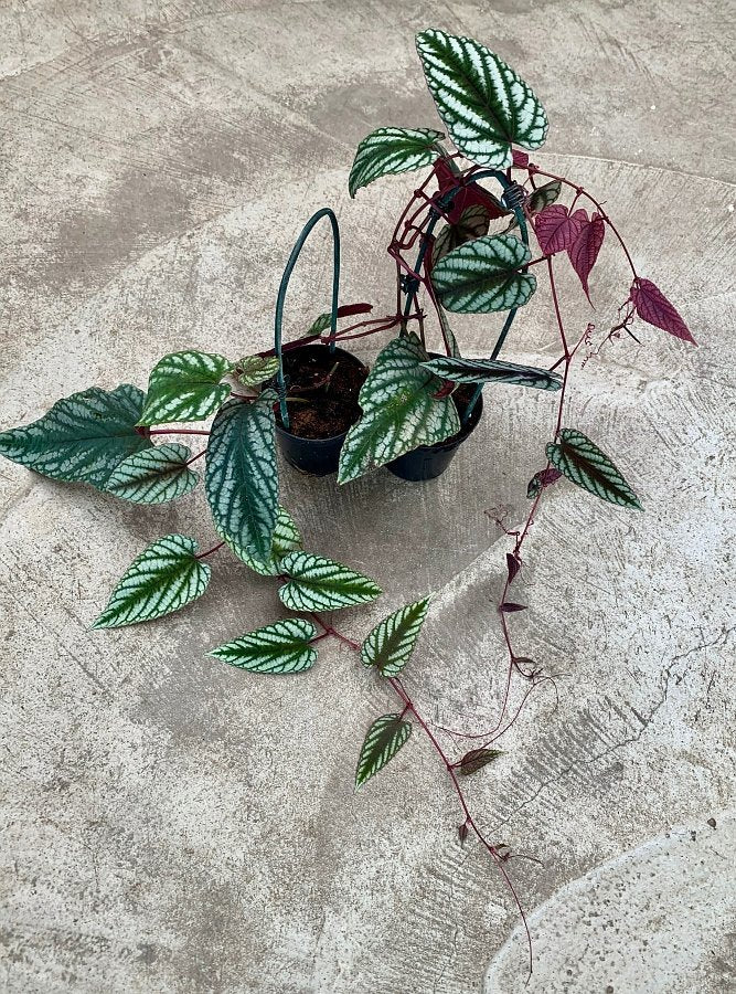 Cissus discolor (Small Plant)