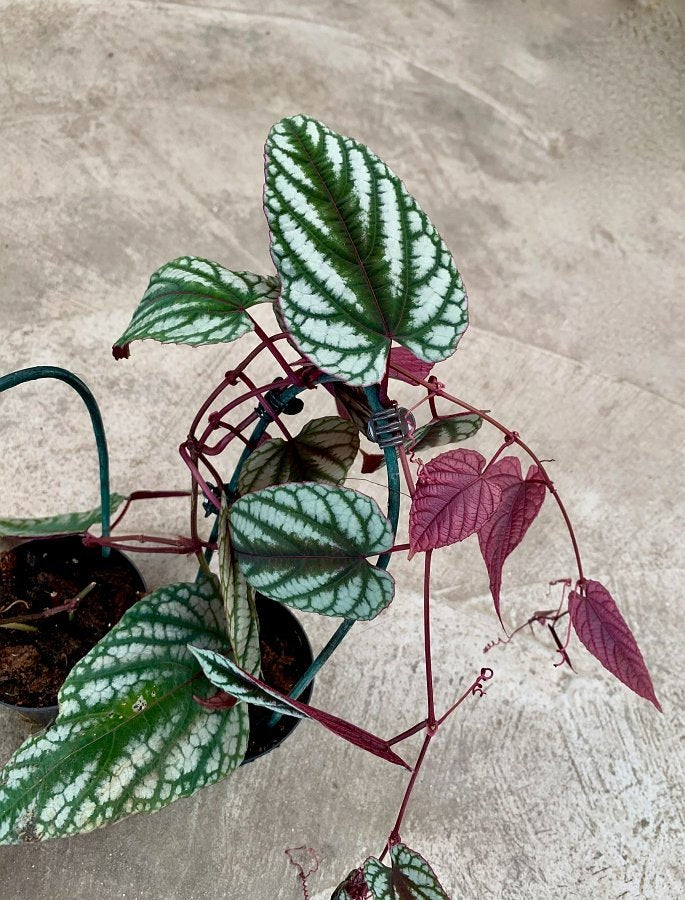 Cissus discolor (Small Plant)