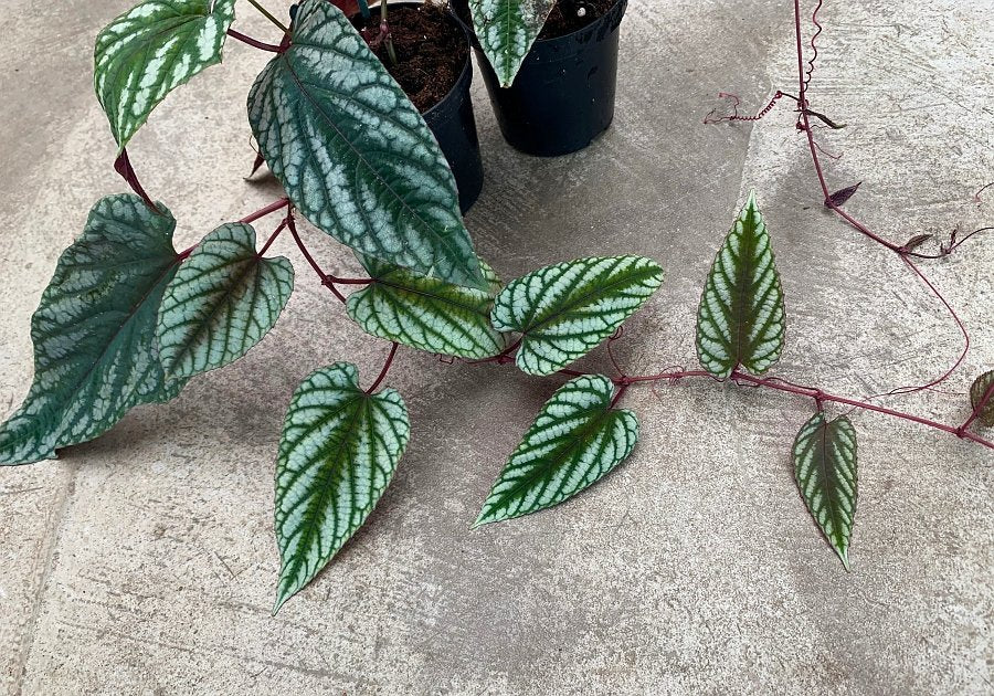 Cissus discolor (Small Plant)