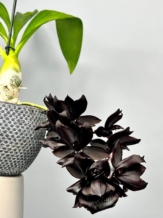 Monn. Millennium Magic "Witchcraft" FCC/AOS (XL Big Plant)