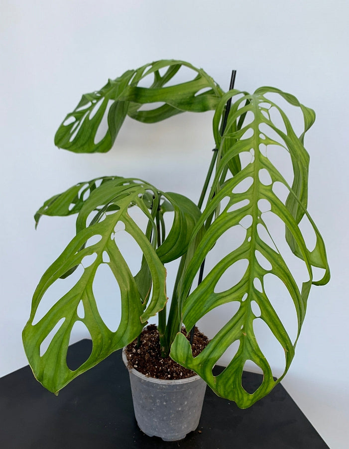 philodendron esqueleto Monstera epipremnoides "Esqueleto" 2-3 leaves cutting
