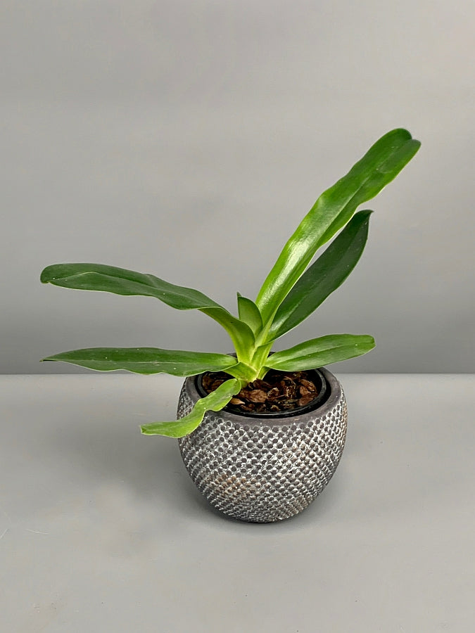 Paphiopedilum stonei x sib (''Red Pouch'' x' 'HOF Best'')