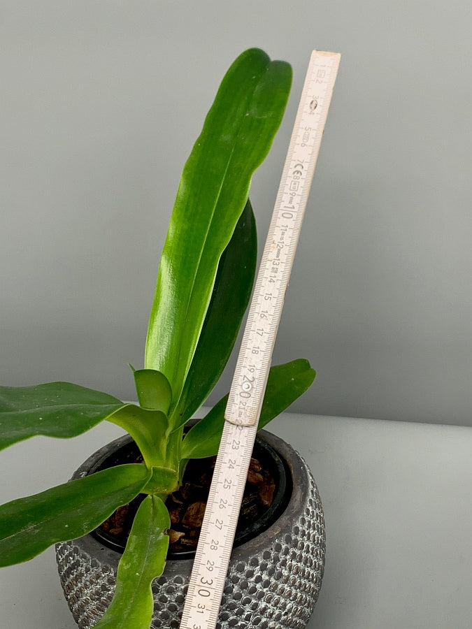 Paphiopedilum stonei x sib (''Red Pouch'' x' 'HOF Best'')