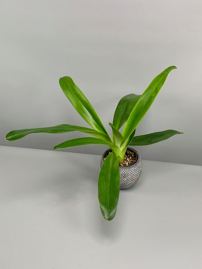 Paphiopedilum Hsiny Anita (Lady Isabel Lady m ''Red''x adductum var.antitum''Ace'AM/AOS)