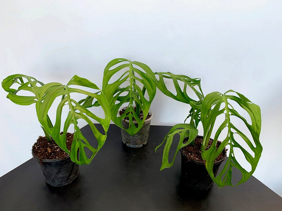 Monstera epipremnoides "Esqueleto" (1 Leaf Cutting)