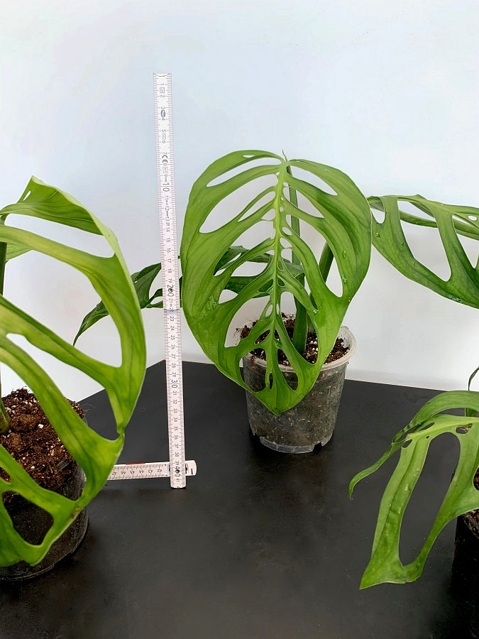 Monstera epipremnoides "Esqueleto" (1 Leaf Cutting)