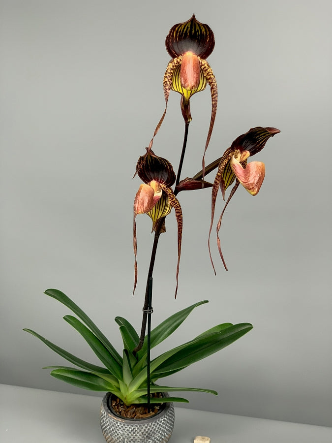 Paphiopedilum Hsiny Anita (Lady Isabel Lady m ''Red''x adductum var.antitum''Ace'AM/AOS) Big Plant
