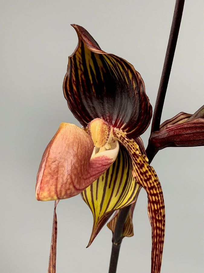 Paphiopedilum Hsiny Anita (Lady Isabel Lady m ''Red''x adductum var.antitum''Ace'AM/AOS) Big Plant