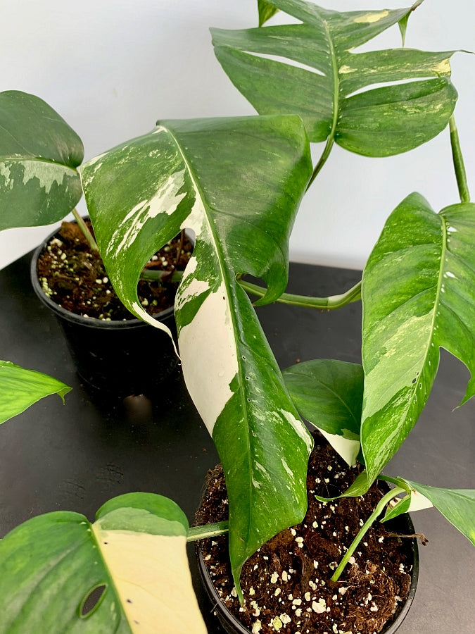 Epipremnum Pinnatum Variegata Albo (2 leaves Cutting)