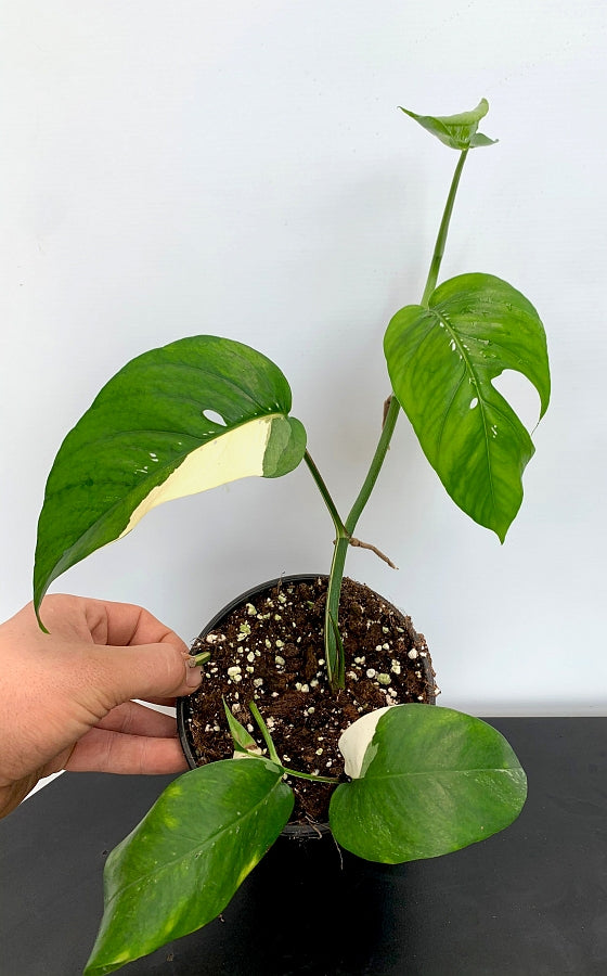 Epipremnum Pinnatum Variegata Albo (2 leaves Cutting)