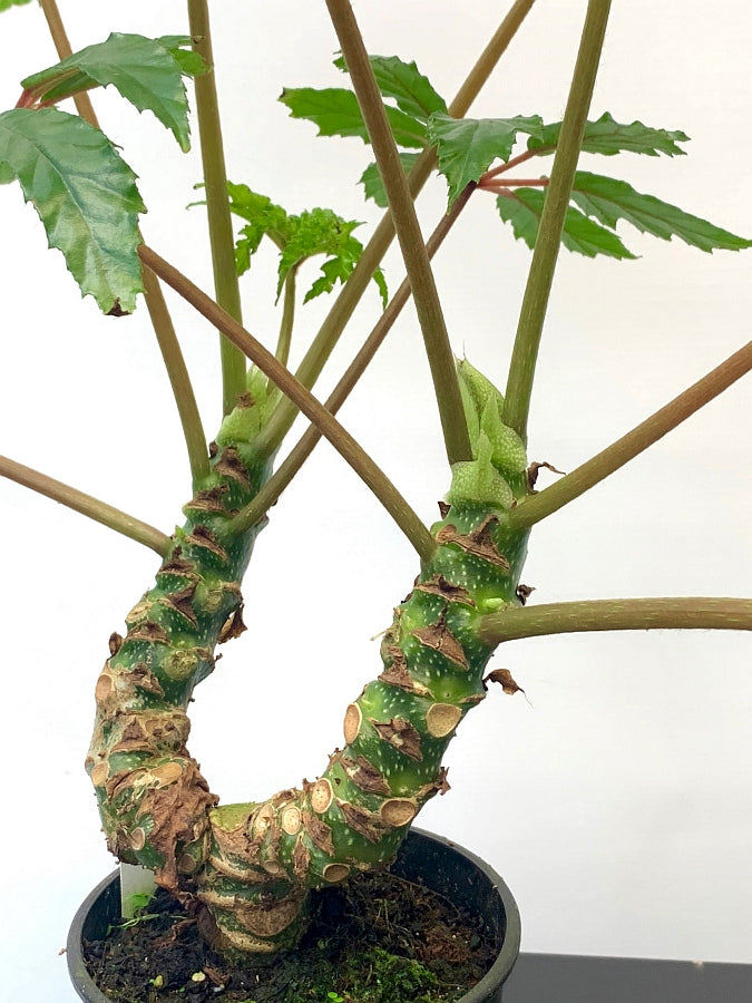 Begonia highlander (1 Stem)