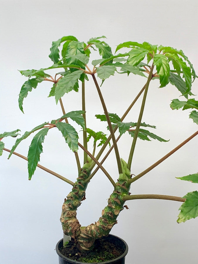 Begonia highlander (1 Stem)