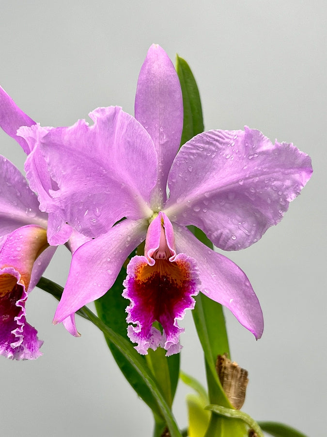 Cattleya percivaliana
