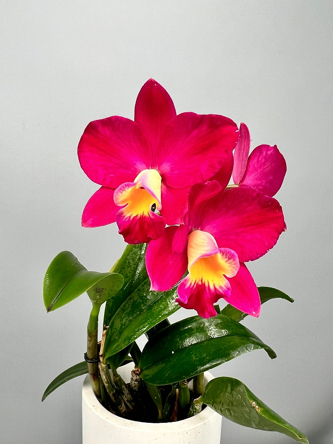 Slc. Rosa Glück x Cattlianthe Chief Berry 'Berry'