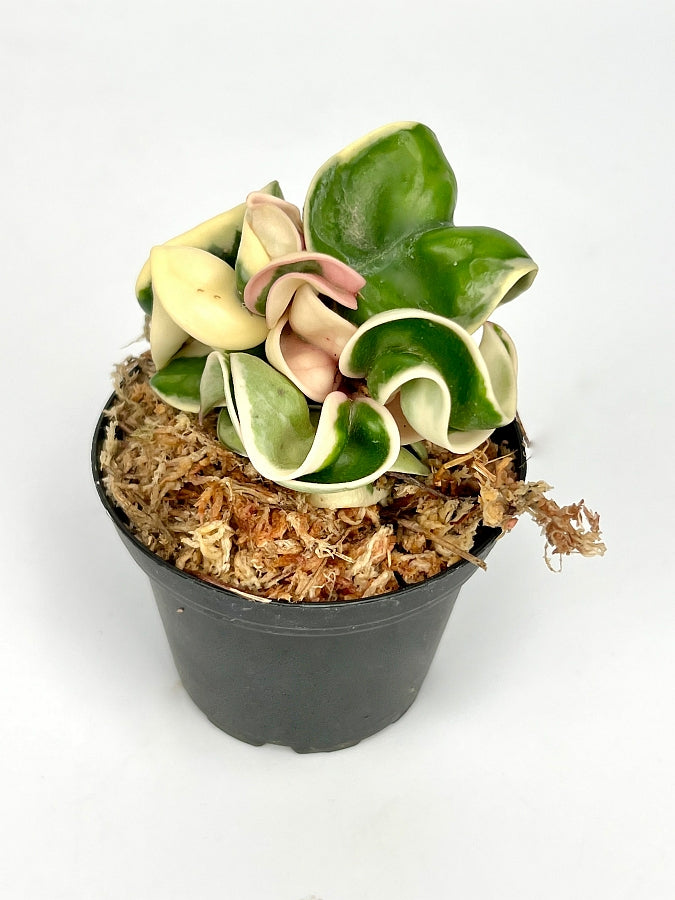 Hoya compacta variegata