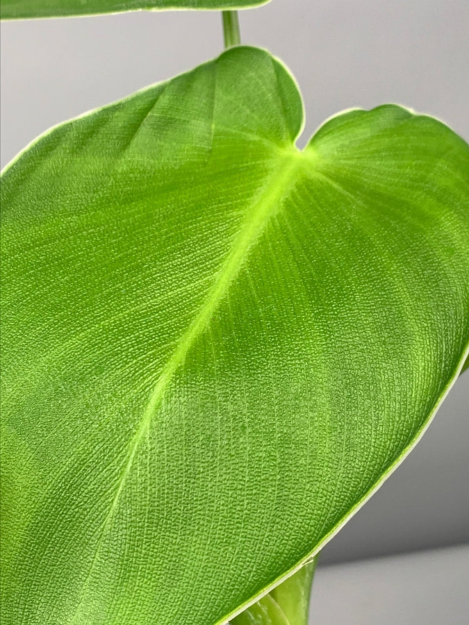 Philodendron Rugosum