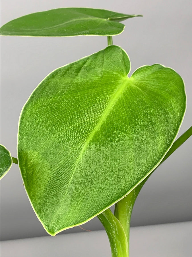 Philodendron Rugosum