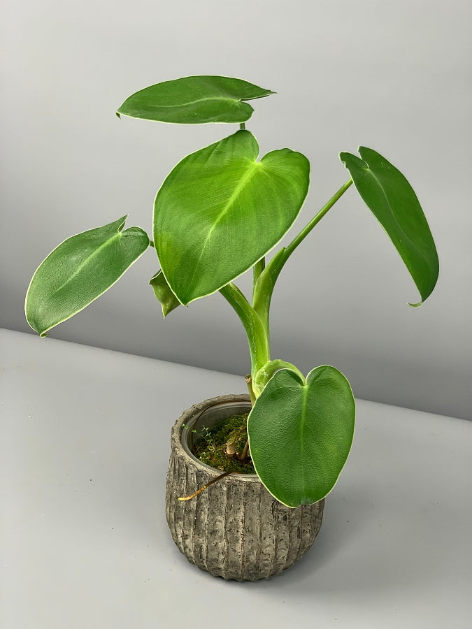Philodendron Rugosum
