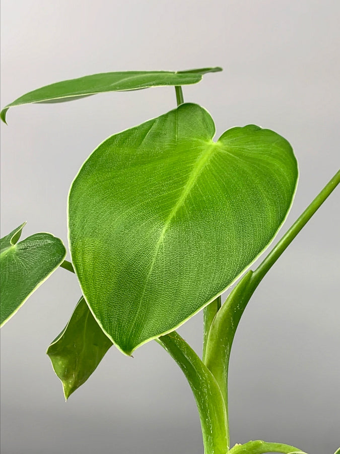 Philodendron Rugosum