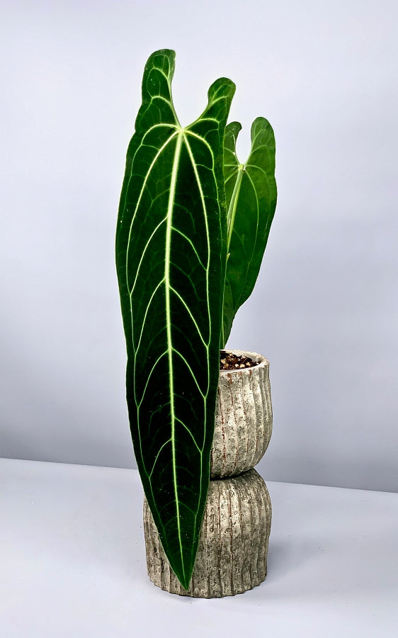 queen anthurium warocqueanum Anthurium warocqueanum