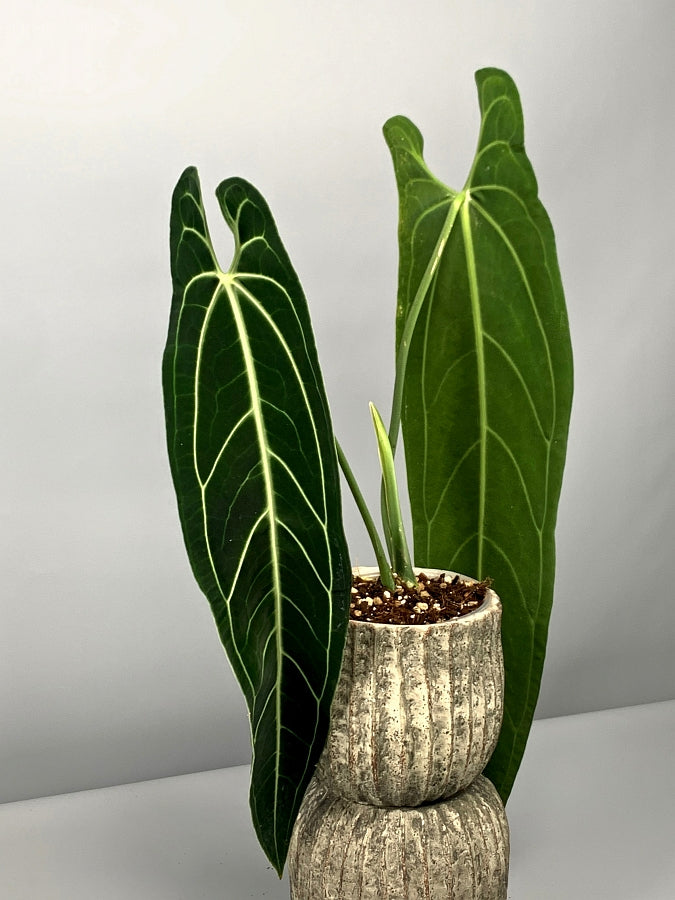Anthurium warocqueanum