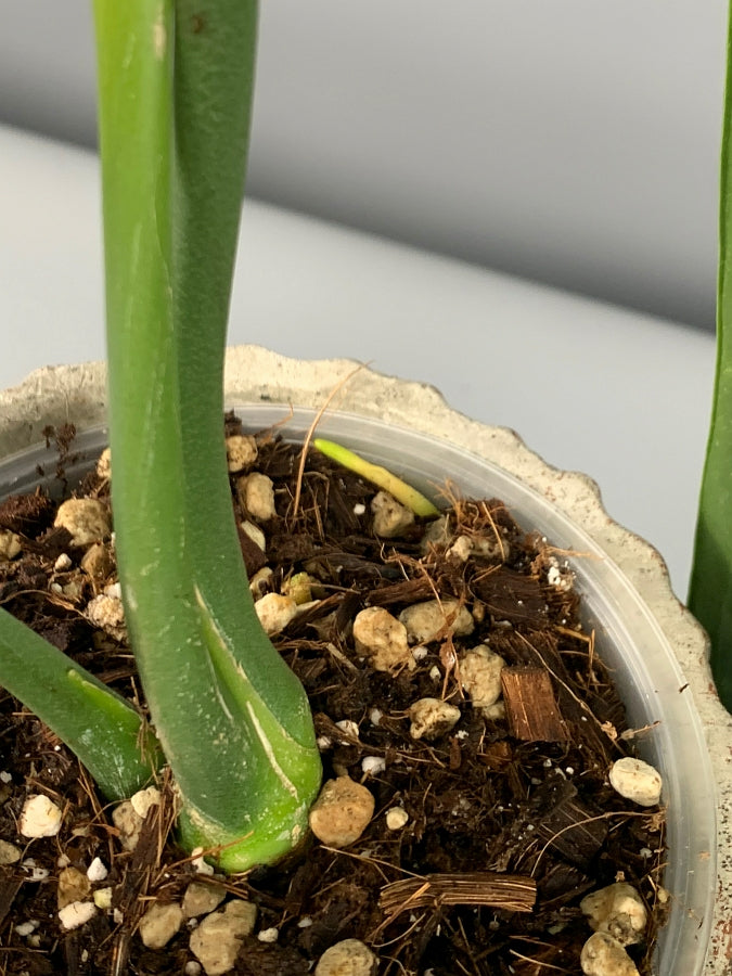 Anthurium warocqueanum (Small Plant)