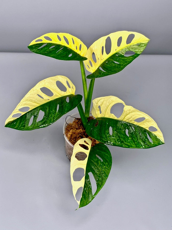 half moon albo monstera Monstera adansonii variegated Albo "Half Moon" (5/6 Leaves)