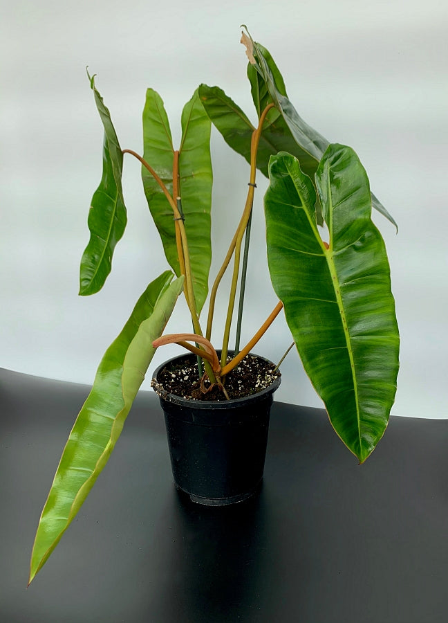 Philodendron billietiae (Big Plant)