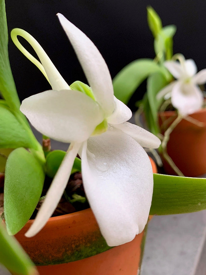Angraecum leonis "Big Plant"