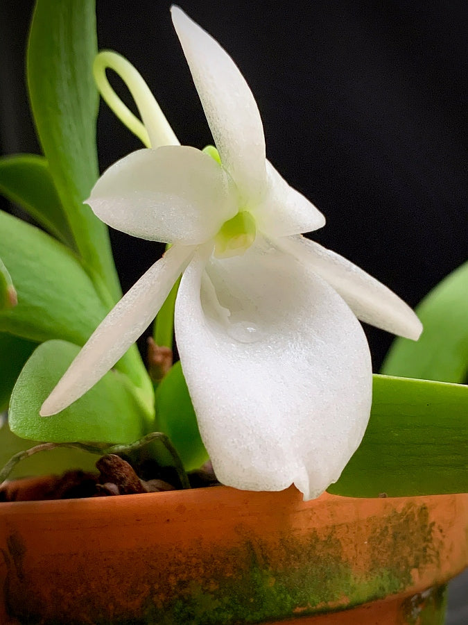 Angraecum leonis "Groß pflanze"