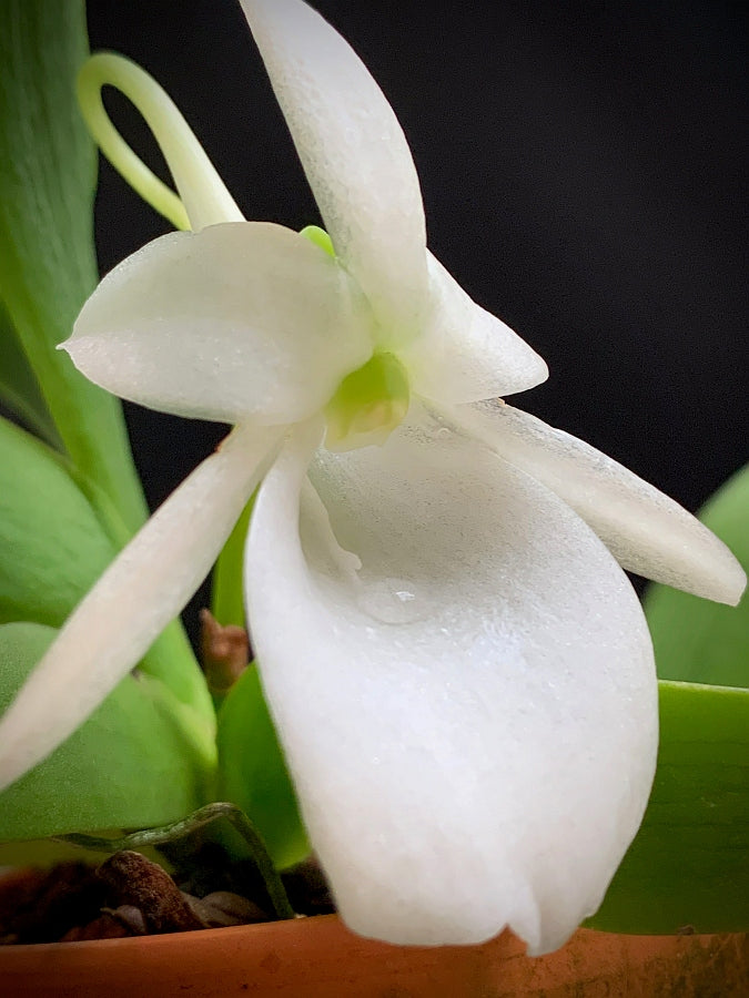 Angraecum leonis "Big Plant"