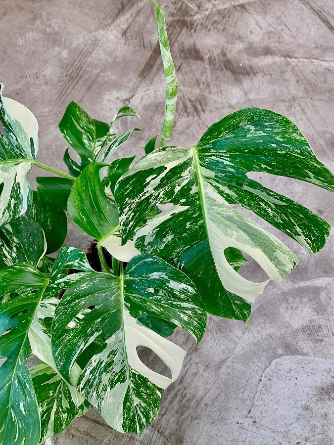 Monstera deliciosa Variegata albo (Highly variegated)