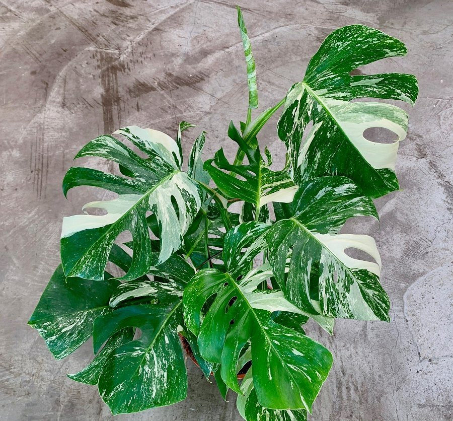Monstera deliciosa Variegata albo (5-6 leaves)